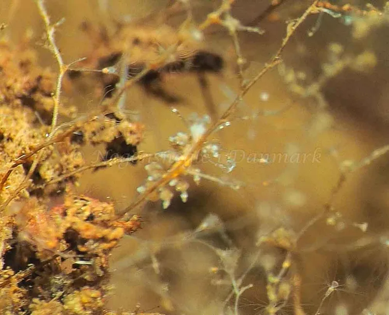 Eubranchus scintillans - Kollund Mole - Foto: Jens Egon Jørgensen