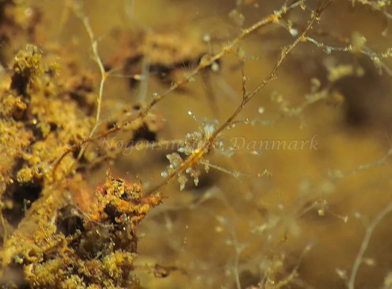 Eubranchus scintillans - Kollund Mole - Foto: Jens Egon Jørgensen