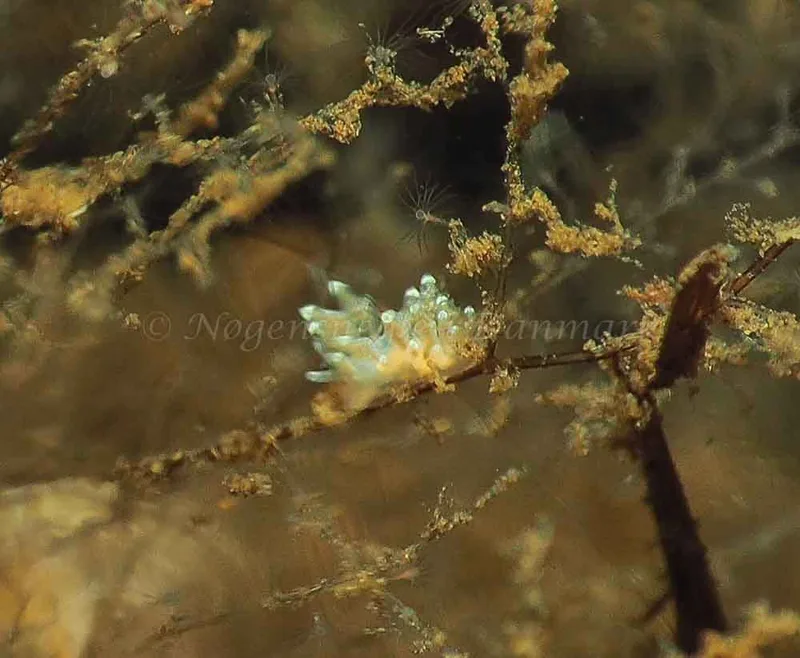 Eubranchus scintillans - Kollund Mole - Foto: Jens Egon Jørgensen