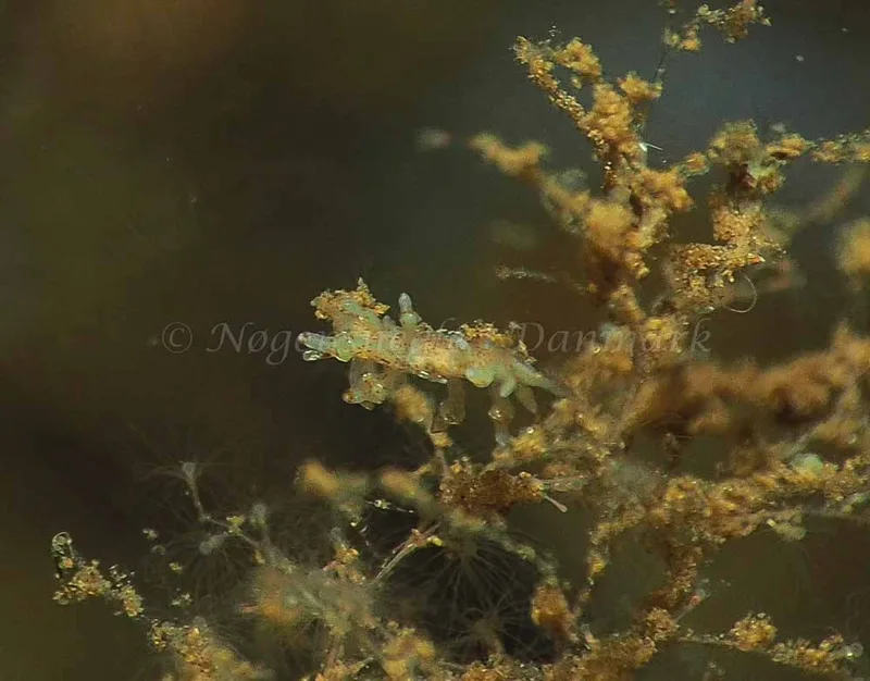 Eubranchus rupium - Kollund Mole - Foto: Jens Egon Jørgensen
