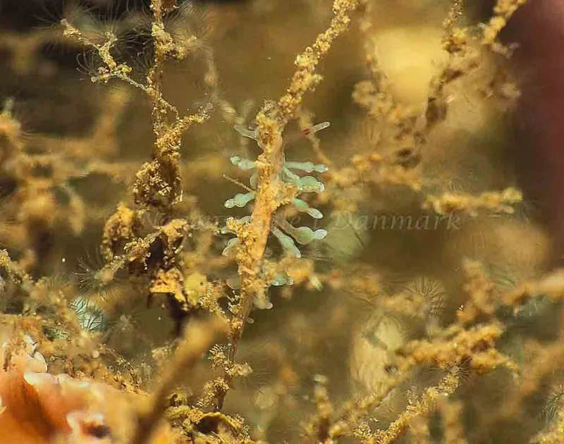 Eubranchus rupium - Kollund Mole - Foto: Jens Egon Jørgensen