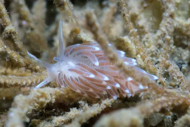 Cuthonella concinna - Lyngsbo Strand - Foto: HP Ølgaard