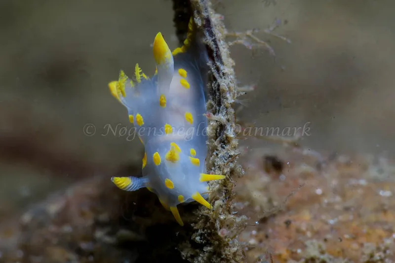 Polycera quadrilineata - Lyngsbo Strand - Foto: HP Ølgaard