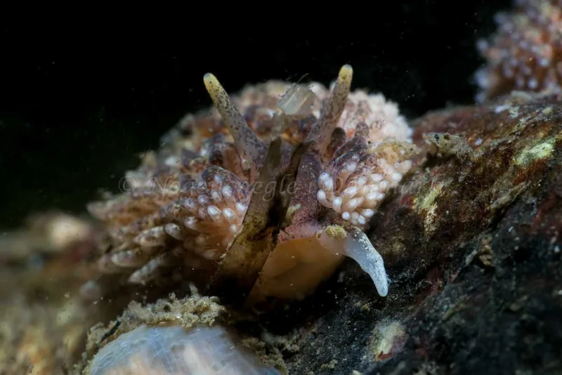 Aeolidia papillosa - Lyngsbo Strand - Foto: HP Ølgaard