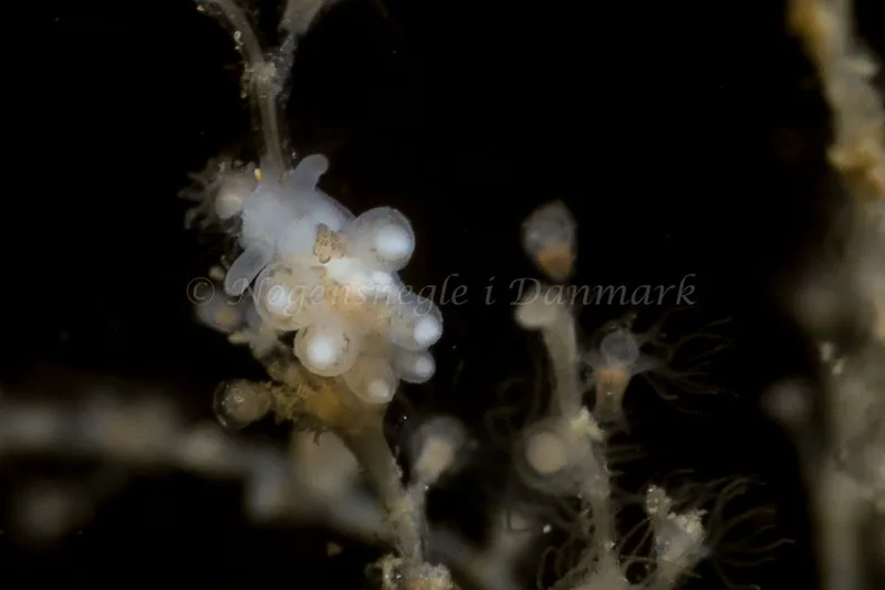 Tergipes tergipes - Lyngsbo Strand - Foto: HP Ølgaard