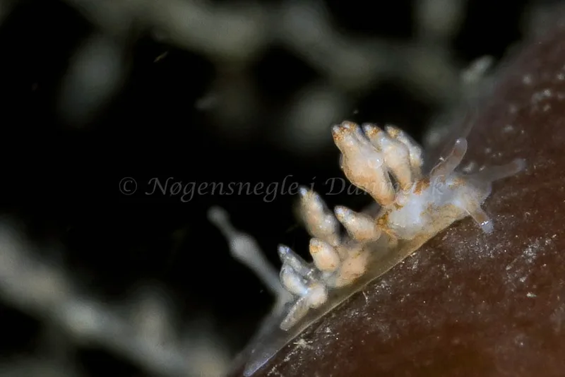 Eubranchus scintillans - Lyngsbo Strand - Foto: HP Ølgaard