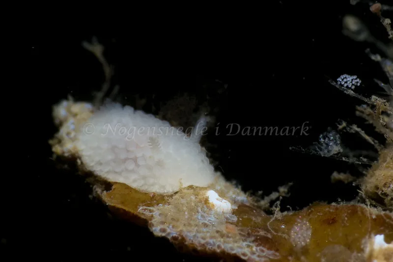 Onchidoris muricata - Lyngsbo Strand - Foto: HP Ølgaard