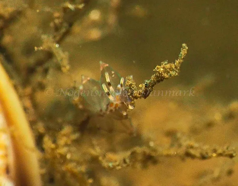 Amphorina viriola - Kollund Mole - Foto: Jens Egon Jørgensen