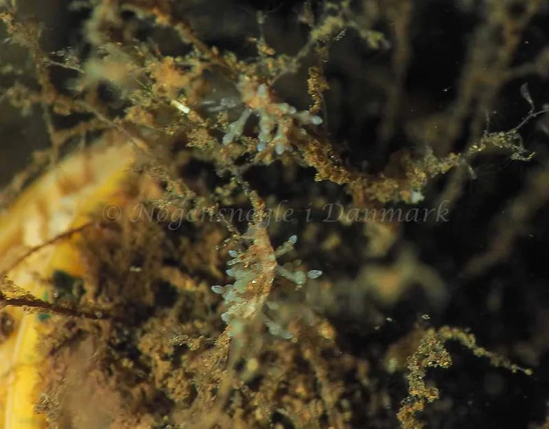 Eubranchus rupium - Kollund Mole - Foto: Jens Egon Jørgensen