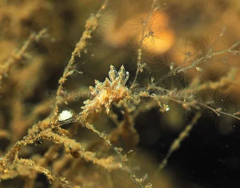 Eubranchus scintillans - Kollund Mole - Foto: Jens Egon Jørgensen