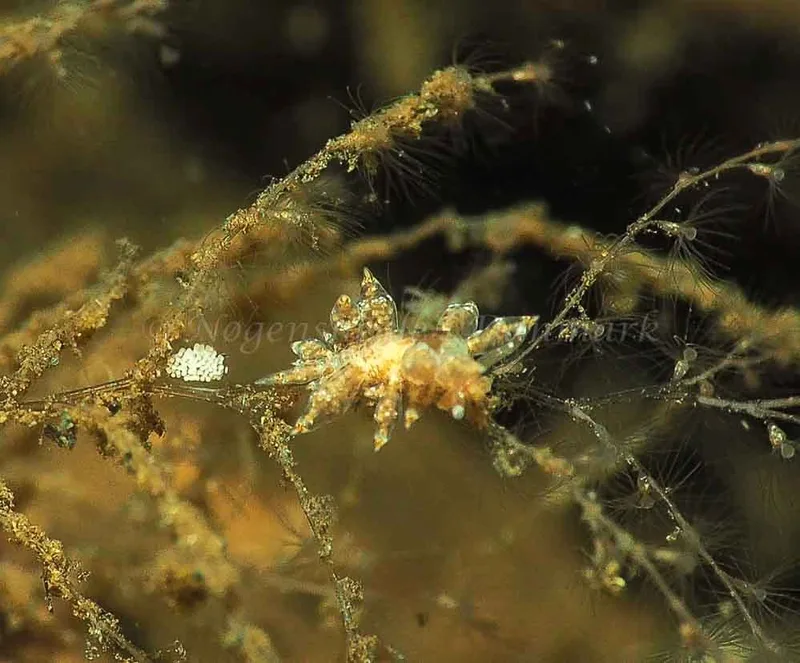 Eubranchus scintillans - Kollund Mole - Foto: Jens Egon Jørgensen