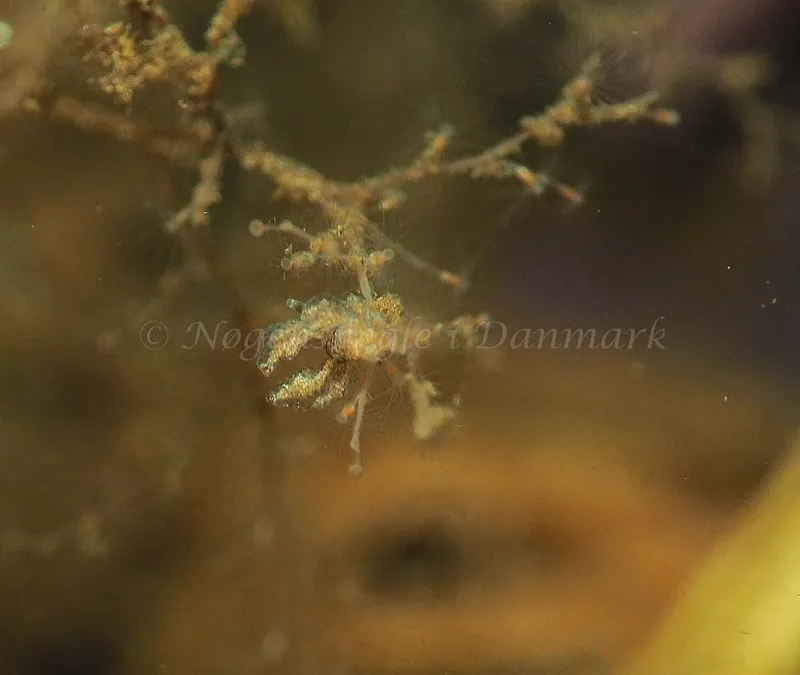 Eubranchus scintillans - Kollund Mole - Foto: Jens Egon Jørgensen