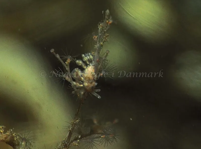 Eubranchus scintillans - Kollund Mole - Foto: Jens Egon Jørgensen