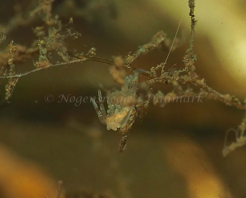 Eubranchus rupium - Kollund Mole - Foto: Jens Egon Jørgensen