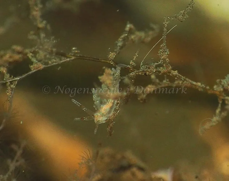 Eubranchus rupium - Kollund Mole - Foto: Jens Egon Jørgensen