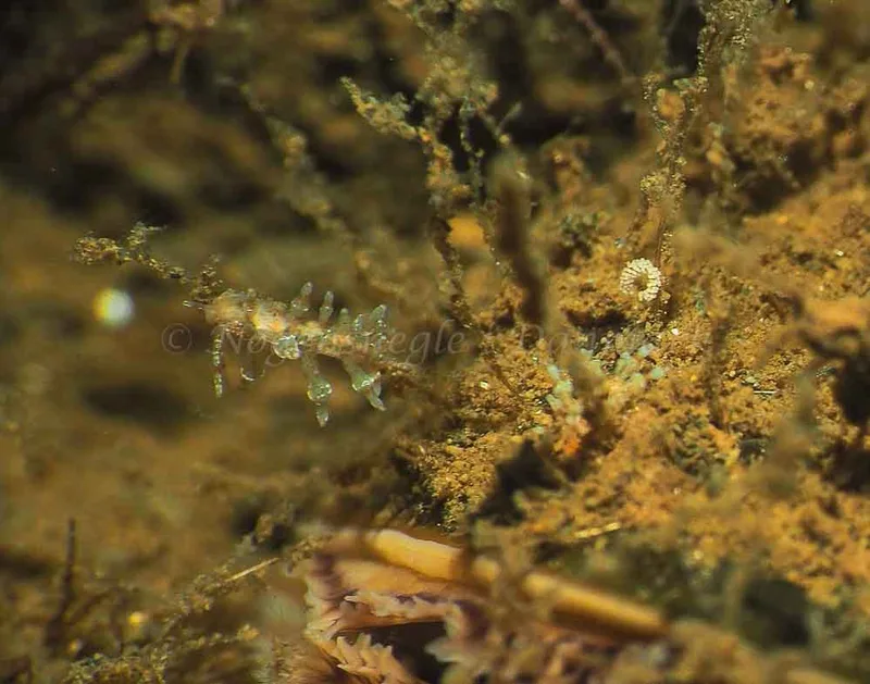 Eubranchus rupium - Kollund Mole - Foto: Jens Egon Jørgensen