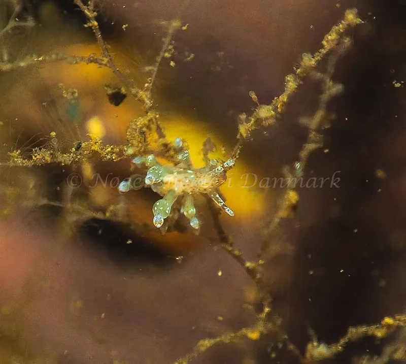 Eubranchus rupium - Kollund Mole - Foto: Jens Egon Jørgensen