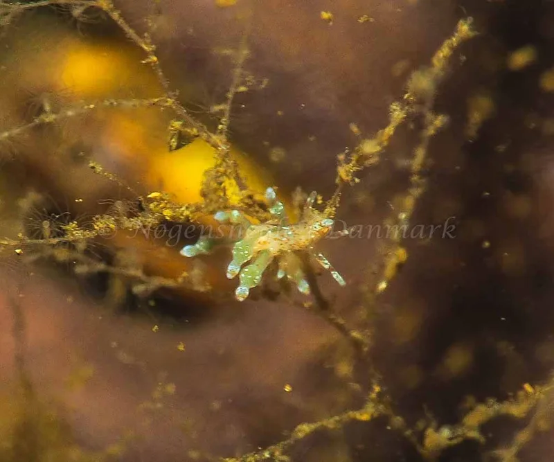 Eubranchus rupium - Kollund Mole - Foto: Jens Egon Jørgensen