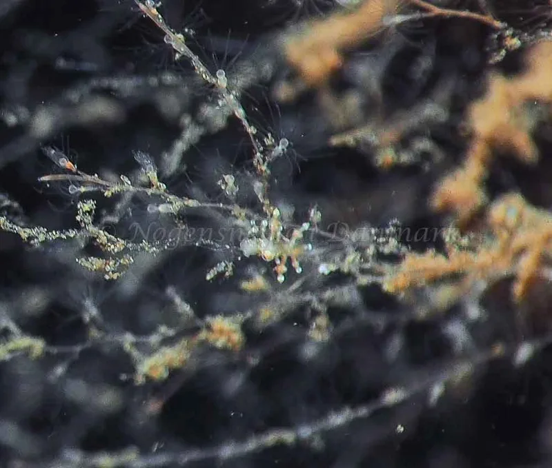Eubranchus scintillans - Kollund Lillestrand - Foto: Jens Egon Jørgensen