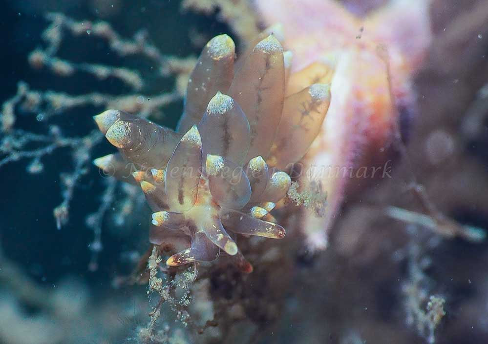 Amphorina viriola - Kollund Lillestrand - Foto: Jens Egon Jørgensen