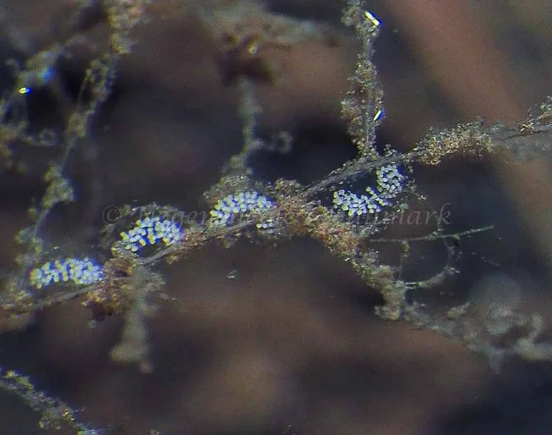 Eubranchus rupium - Kollund Mole - Foto: Jens Egon Jørgensen