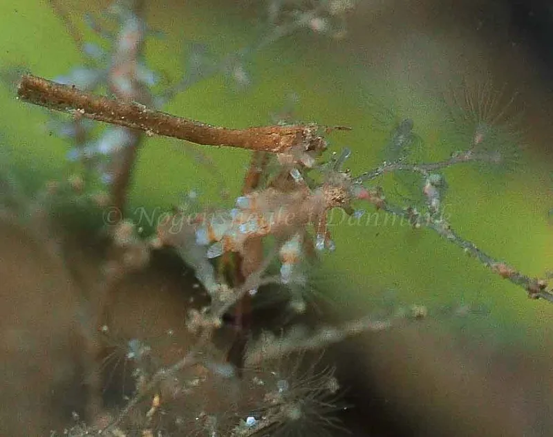 Eubranchus rupium - Kollund Mole - Foto: Jens Egon Jørgensen
