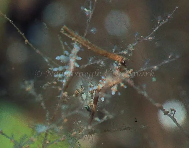 Eubranchus rupium - Kollund Mole - Foto: Jens Egon Jørgensen