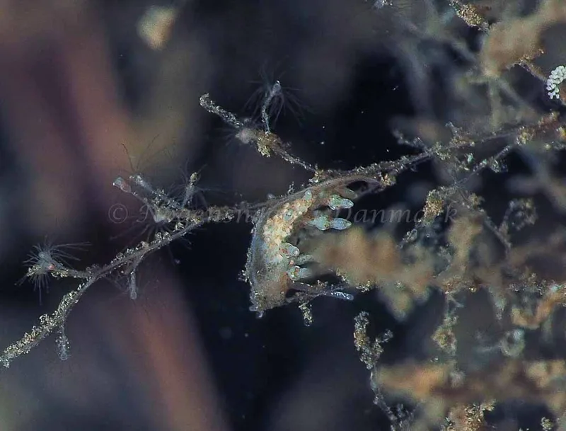 Eubranchus rupium - Kollund Mole - Foto: Jens Egon Jørgensen