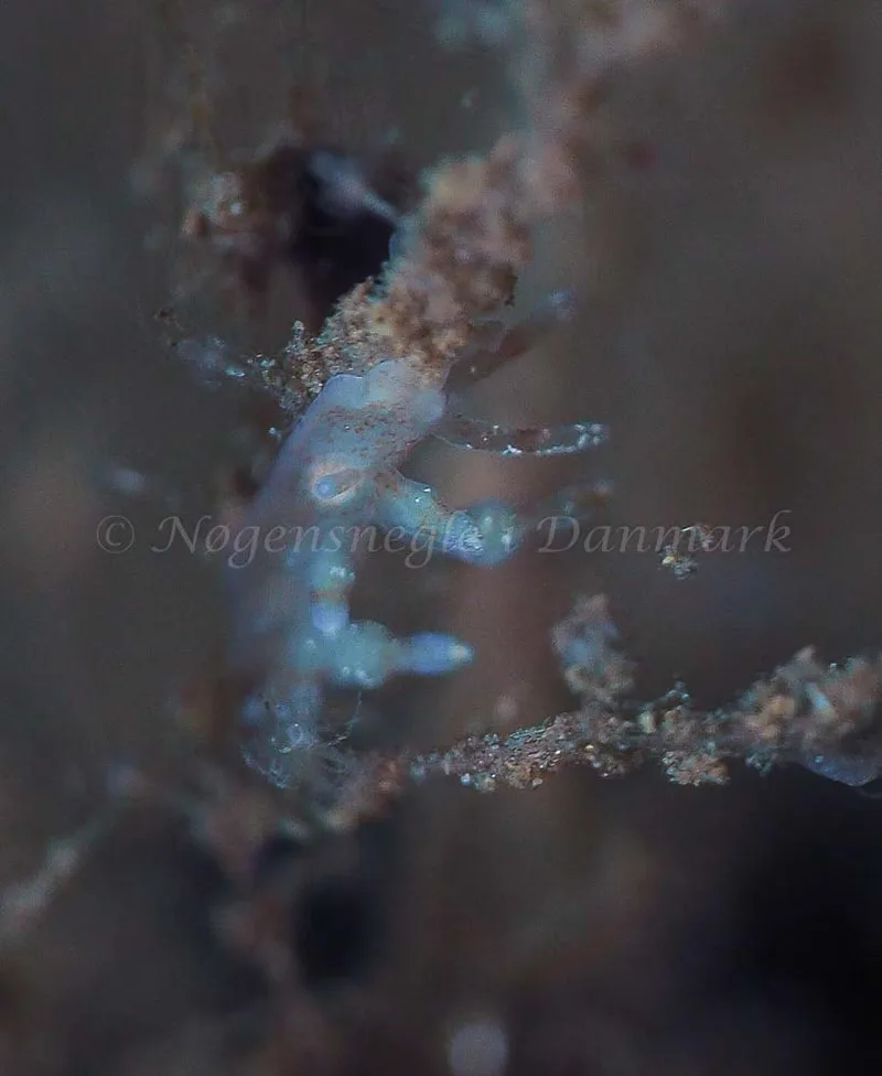 Eubranchus rupium - Kollund Mole - Foto: Jens Egon Jørgensen