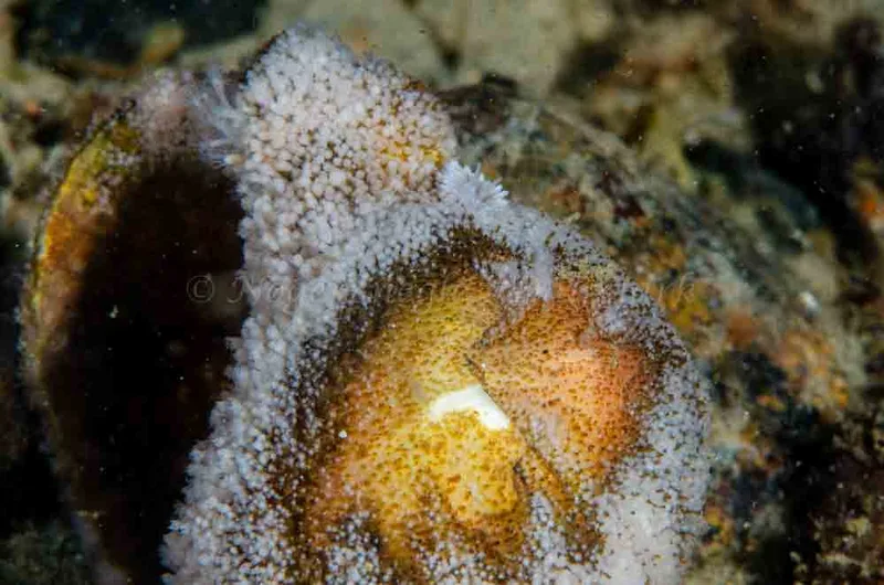 Cuthona nana - Molslinjen Mole - Foto: Jørn Ari