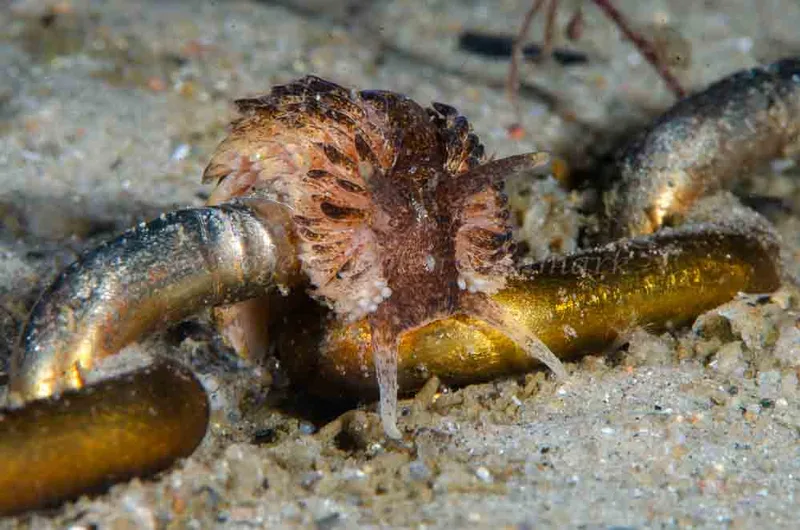 Aeolidia papillosa - Molslinjen Mole - Foto: Jørn Ari
