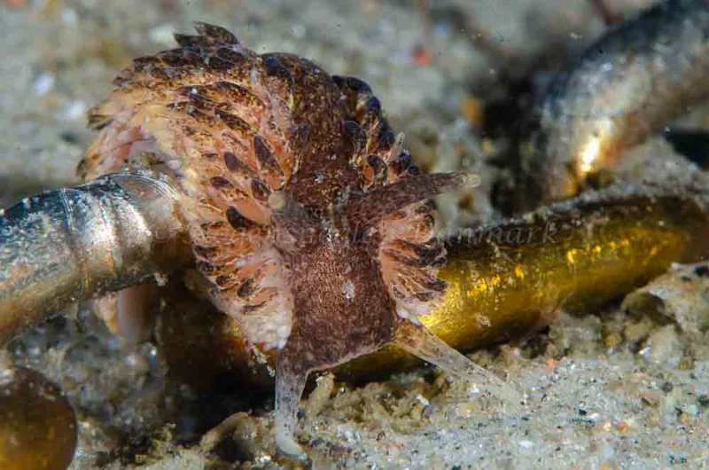 Aeolidia papillosa - Molslinjen Mole - Foto: Jørn Ari