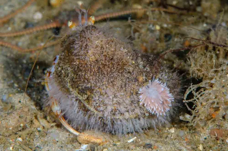 Cuthona nana - Molslinjen Mole, Aarhus Ø i Kattegat