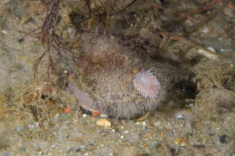 Cuthona nana - Molslinjen Mole, Aarhus Ø i Kattegat