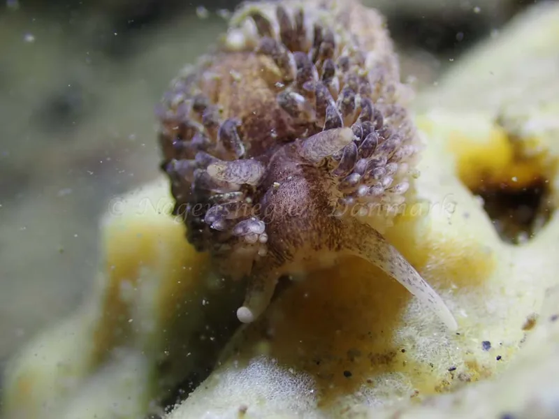 Aeolidia papillosa - Ammoniakhavnen - Foto: Laurits Larsen