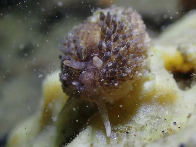 Aeolidia papillosa - Ammoniakhavnen - Foto: Laurits Larsen