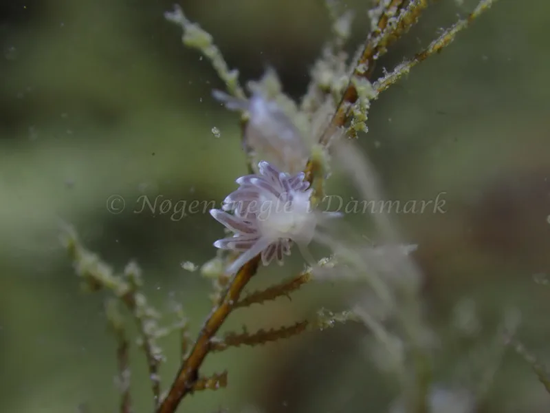 Cuthonella concinna - Ammoniakhavnen - Foto: Laurits Larsen