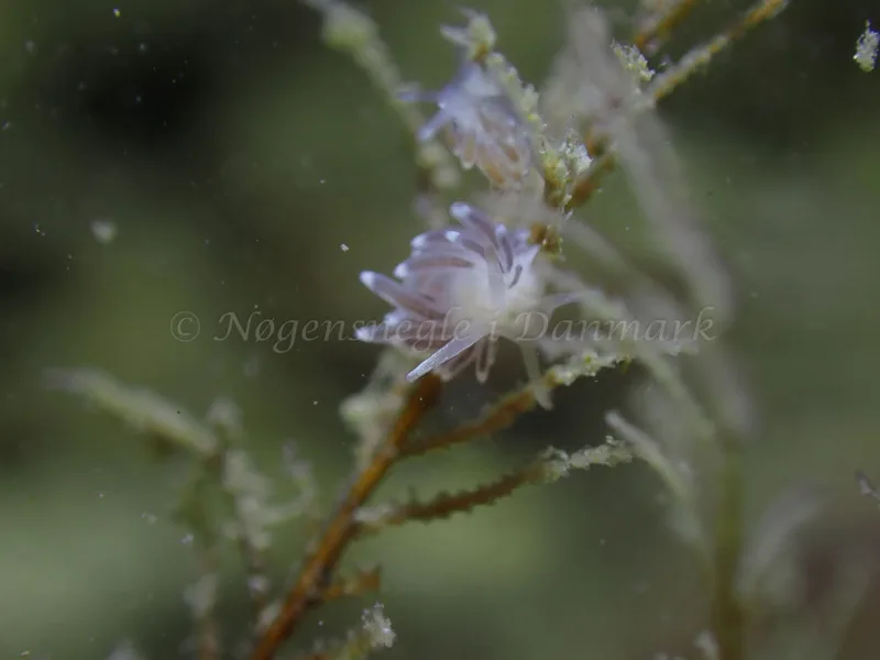 Cuthonella concinna - Ammoniakhavnen - Foto: Laurits Larsen