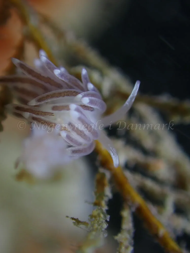 Cuthonella concinna - Ammoniakhavnen - Foto: Laurits Larsen