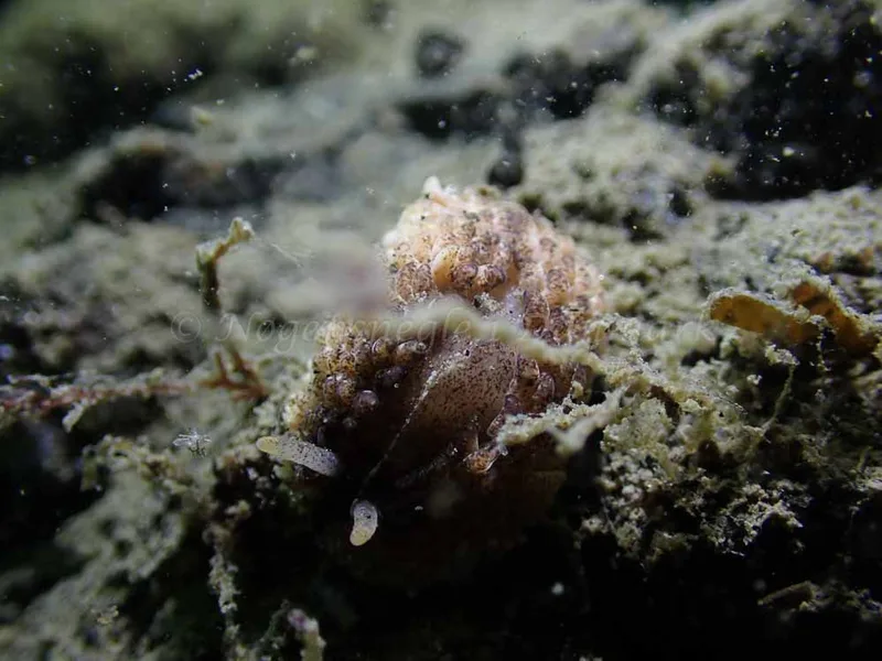 Aeolidia papillosa - Ammoniakhavnen - Foto: Laurits Larsen