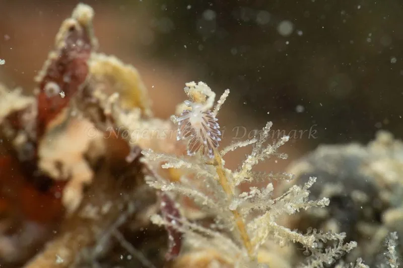Cuthonella concinna - Ammoniakhavnen - Foto: Kim Sørensen
