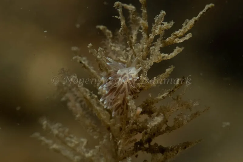 Cuthonella concinna - Ammoniakhavnen - Foto: Kim Sørensen