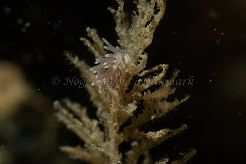 Cuthonella concinna - Ammoniakhavnen - Foto: Kim Sørensen