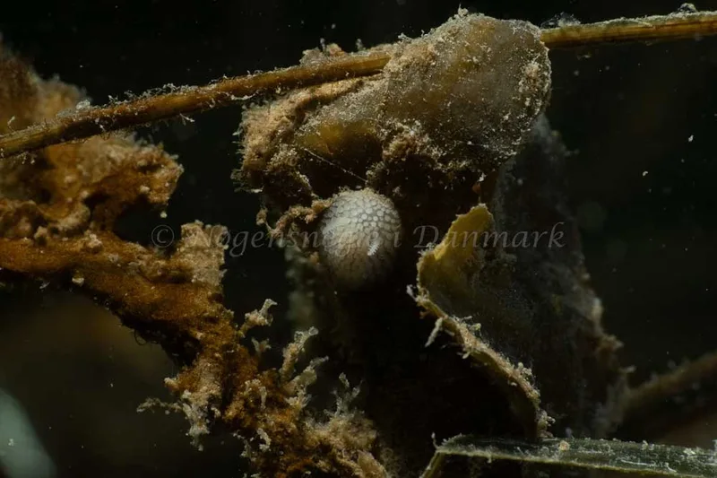 Onchidoris pilosa - Ammoniakhavnen - Foto: Kim Sørensen