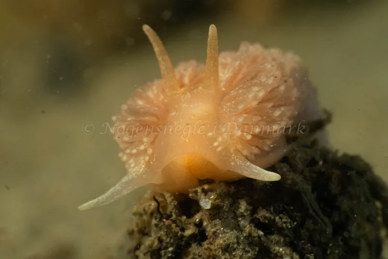 Aeolidia papillosa - Ammoniakhavnen - Foto: Kim Sørensen