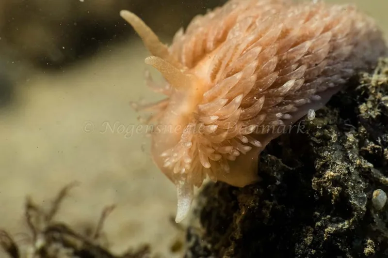 Aeolidia papillosa - Ammoniakhavnen - Foto: Kim Sørensen