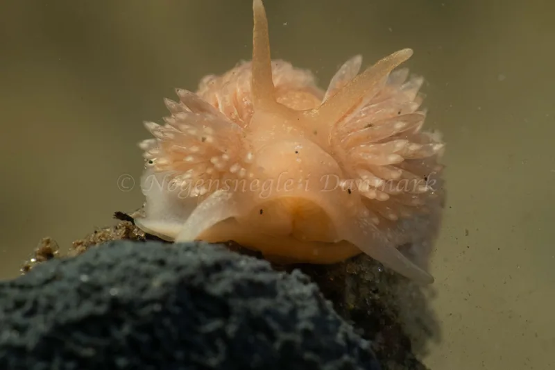 Aeolidia papillosa - Ammoniakhavnen - Foto: Kim Sørensen