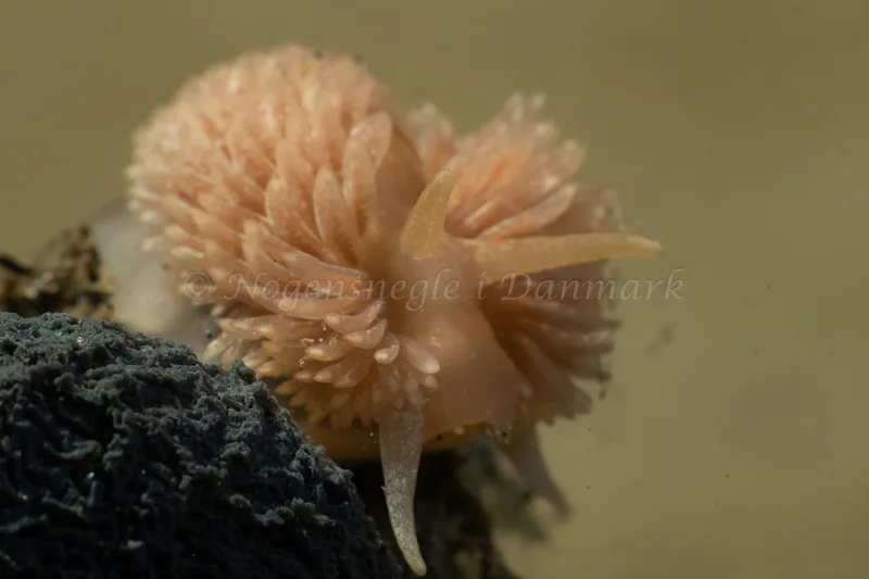 Aeolidia papillosa - Ammoniakhavnen - Foto: Kim Sørensen