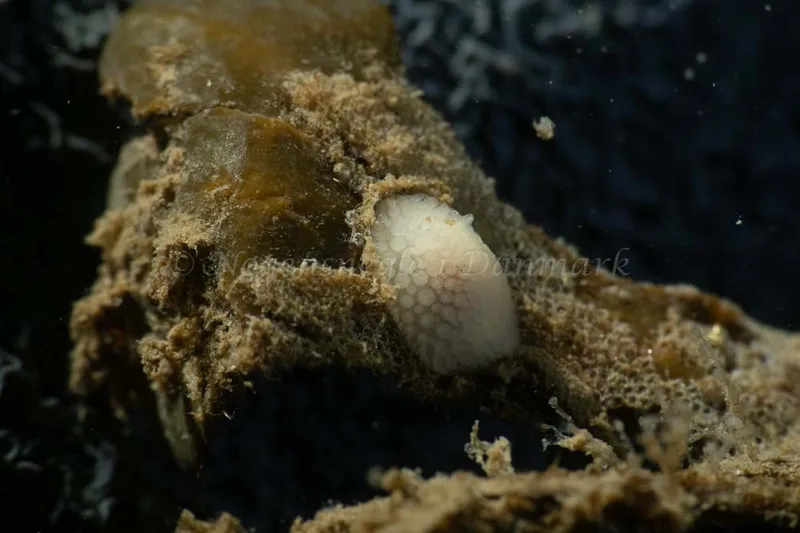 Onchidoris pilosa - Ammoniakhavnen - Foto: Kim Sørensen