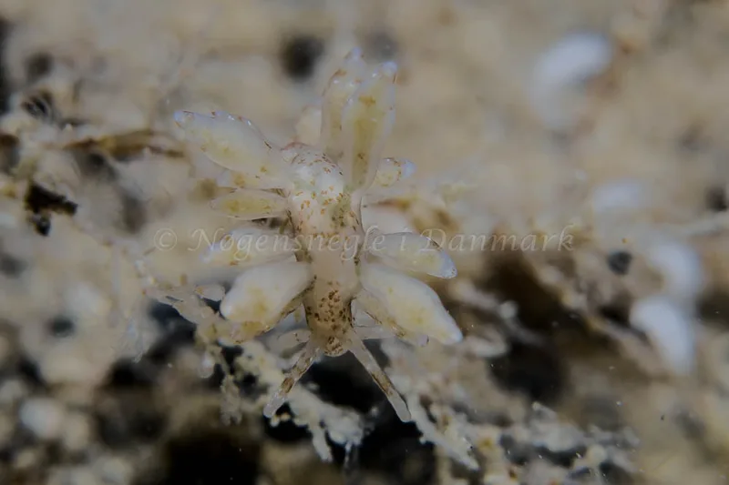 Eubranchus rupium - Lyngsbo Strand - Foto: HP Ølgaard